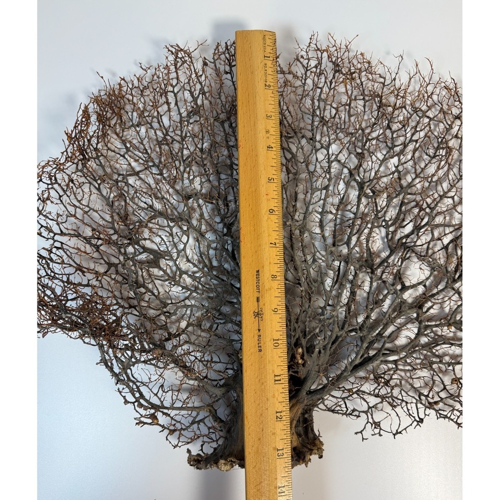Gorgonia Sea Fan Costal Decor Item Vintage 18" x 13.5" ***BIG*** - Picture 9 of 9